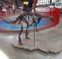 Load image into Gallery viewer, Lufengosaurus skeleton cast replica dinosaur for sale or rent