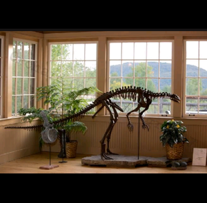 Lufengosaurus skeleton cast replica dinosaur for sale or rent