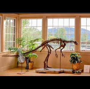 Lufengosaurus skeleton cast replica dinosaur for sale or rent