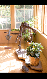 Lufengosaurus skeleton cast replica dinosaur for sale or rent