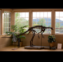 Laden Sie das Bild in den Galerie-Viewer, Lufengosaurus skeleton cast replica dinosaur for sale or rent