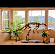 Laden Sie das Bild in den Galerie-Viewer, Lufengosaurus skeleton cast replica dinosaur for sale or rent