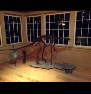 Lufengosaurus skeleton cast replica dinosaur for sale or rent