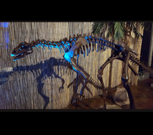 Laden Sie das Bild in den Galerie-Viewer, Lufengosaurus skeleton cast replica dinosaur for sale or rent