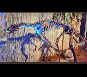 Lufengosaurus skeleton cast replica dinosaur for sale or rent