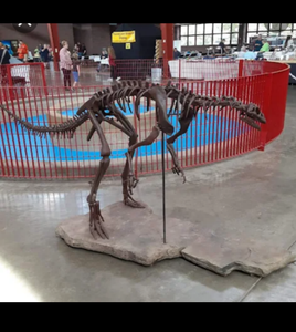 Lufengosaurus skeleton cast replica dinosaur for sale or rent