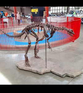 Lufengosaurus skeleton cast replica dinosaur for sale or rent