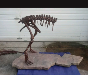 Lufengosaurus skeleton cast replica dinosaur for sale or rent