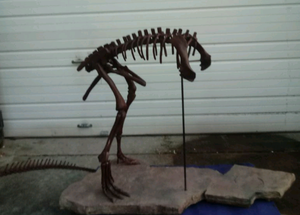 Lufengosaurus skeleton cast replica dinosaur for sale or rent