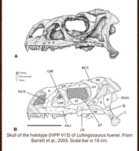 Load image into Gallery viewer, Lufengosaurus skeleton cast replica dinosaur for sale or rent