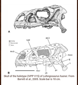 Lufengosaurus skeleton cast replica dinosaur for sale or rent