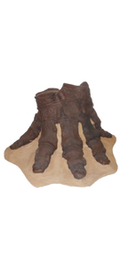 Mastodon foot cast replica Pleistocene. Ice Age