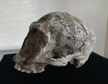 Load image into Gallery viewer, Pre-owned: Homo habilis KNM-ER 1813 cranium replica Full-size reconstruction cast reconstruction