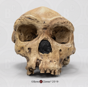 Homo heidelbergensis  cranium replica Full-size cast 2023