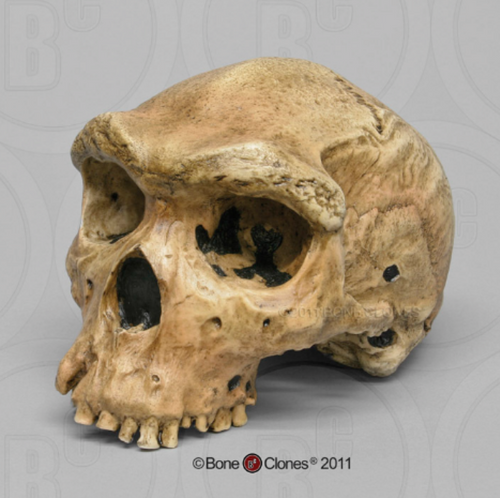 Homo heidelbergensis  cranium replica Full-size cast 2023