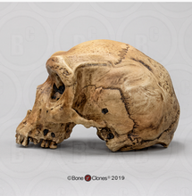 Load image into Gallery viewer, Homo heidelbergensis  cranium replica Full-size cast 2023