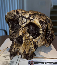 Load image into Gallery viewer, Sahelanthropus Tchadensis Toumai Cranium Skull