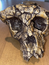 Load image into Gallery viewer, Sahelanthropus Tchadensis Toumai Cranium Skull