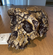 Charger l&#39;image dans la galerie, Sahelanthropus Tchadensis Toumai Cranium Skull