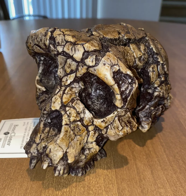 Sahelanthropus Tchadensis Toumai Cranium Skull