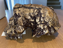 Charger l&#39;image dans la galerie, Sahelanthropus Tchadensis Toumai Cranium Skull