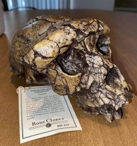 Sahelanthropus Tchadensis Toumai Cranium Skull