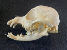 Charger l&#39;image dans la galerie, Chihuahua Dog Skull Cast Replica #2 Reproduction