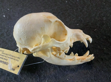 Load image into Gallery viewer, Chihuahua Dog Skull Cast Replica #2 Reproduction