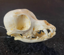 Cargar imagen en el visor de la galería, Chihuahua Dog Skull Cast Replica #2 Reproduction