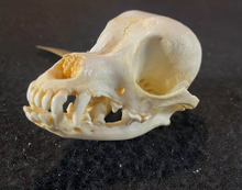 Cargar imagen en el visor de la galería, Chihuahua Dog Skull Cast Replica #2 Reproduction