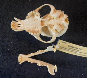 Chihuahua Dog Skull Cast Replica #2 Reproduction