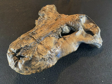 画像をギャラリービューアに読み込む, Gorgonopsid mammal-like reptile - Replica Skull - education zoology paleontology