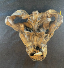 画像をギャラリービューアに読み込む, Gorgonopsid mammal-like reptile - Replica Skull - education zoology paleontology