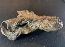 画像をギャラリービューアに読み込む, Gorgonopsid mammal-like reptile - Replica Skull - education zoology paleontology