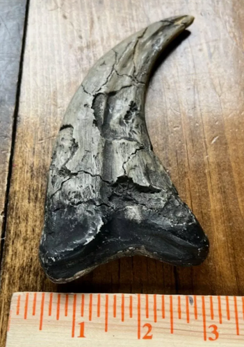 Utahraptor Claw Dinosaur Dromaeosauridae Raptor claw cast replica