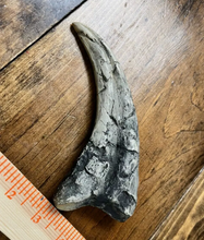 Load image into Gallery viewer, Utahraptor Claw Dinosaur Dromaeosauridae Raptor claw cast replica