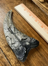 Load image into Gallery viewer, Utahraptor Claw Dinosaur Dromaeosauridae Raptor claw cast replica