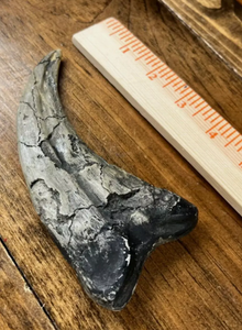 Utahraptor Claw Dinosaur Dromaeosauridae Raptor claw cast replica