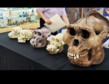 Load image into Gallery viewer, Gigantopithecus skull #2 Gigantopithecus blacki  Reconstruction