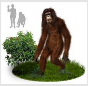 2013(?) Orang Pendek #5 footprint cast replica #5