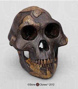 Lucy Australopithecus afarensis skull replica cast Light version Updated 2023