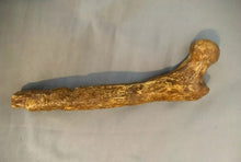 Laden Sie das Bild in den Galerie-Viewer, Lucy Pelvis Australopithecus afarensis pelvis hips cast replica Price Updated 2023