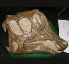 Load image into Gallery viewer, Lambeosaurus dinosaur skull cast replica