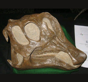 Lambeosaurus dinosaur skull cast replica