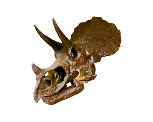 Triceratops skull cast replica reproduction for sale