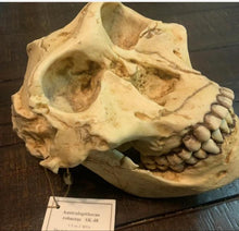 Load image into Gallery viewer, SK-48 Hominid skull cast replica