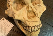 Load image into Gallery viewer, SK-48 Hominid skull cast replica