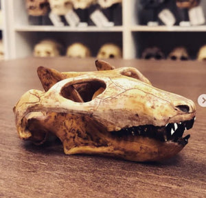 Cynodont - Probainognathus jenseni Skull cast replica (2024)