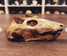 Cargar imagen en el visor de la galería, Cynodont - Probainognathus jenseni Skull cast replica (2024)