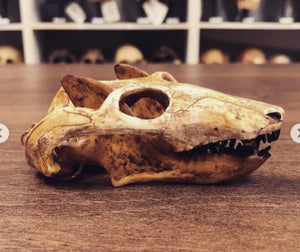 Cynodont - Probainognathus jenseni Skull cast replica (2024)